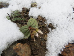 Claytonia obovata