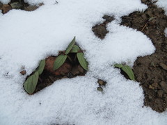 Claytonia obovata