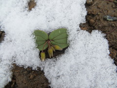 Claytonia obovata