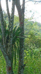 Aechmea angustifolia