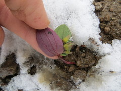 Claytonia obovata