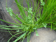 Eryngium aristulatum