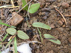 Claytonia obovata