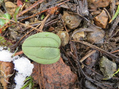 Claytonia obovata