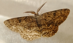 Hypomecis