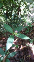 Spigelia