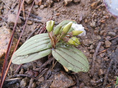 Claytonia obovata