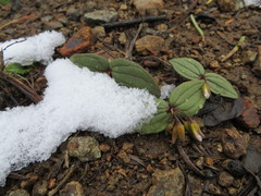 Claytonia obovata