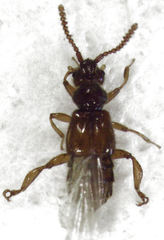 Sagola notabilis