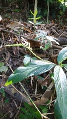 Spigelia