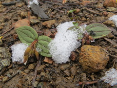 Claytonia obovata
