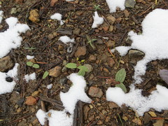 Claytonia obovata