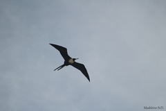 Fregata magnificens