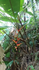 Heliconia chartacea