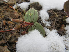 Claytonia obovata
