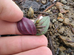 Claytonia obovata