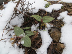 Claytonia obovata