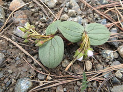 Claytonia obovata