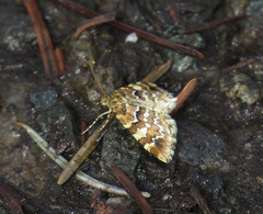 Enchoria lacteata