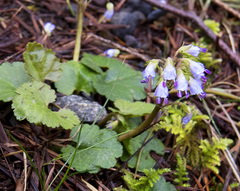 Veronica regina-nivalis