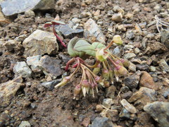 Claytonia obovata
