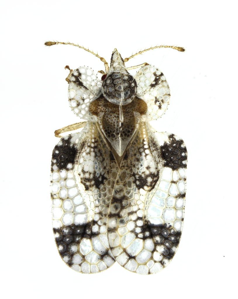 Corythucha mollicula