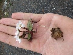 Claytonia obovata