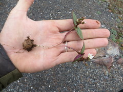 Claytonia obovata