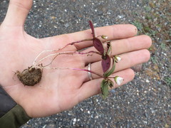 Claytonia obovata