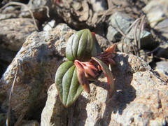 Claytonia obovata