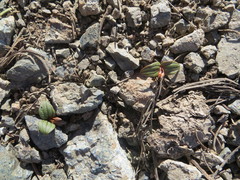 Claytonia obovata