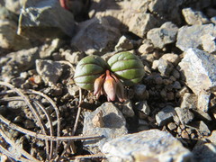 Claytonia obovata