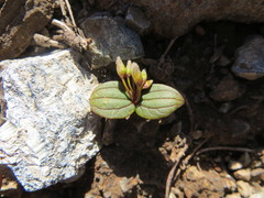 Claytonia obovata