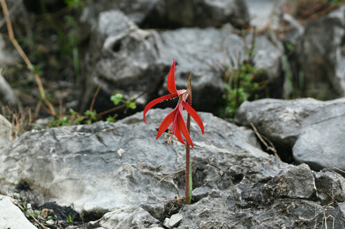 Image of Zephyranthes formosissima by (c) Juan Cruzado Cortés, some rights reserved (CC BY-SA)
