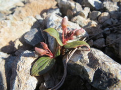 Claytonia obovata