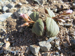 Claytonia obovata
