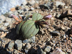 Claytonia obovata