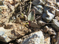 Claytonia obovata