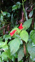 Kohleria inaequalis lindenii