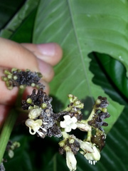 Psychotria grandis