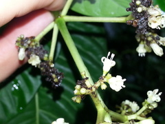 Psychotria grandis