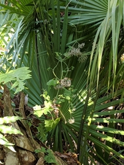 Mikania cordifolia