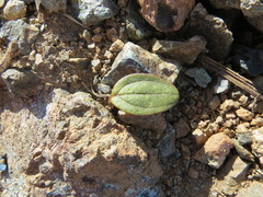 Claytonia obovata