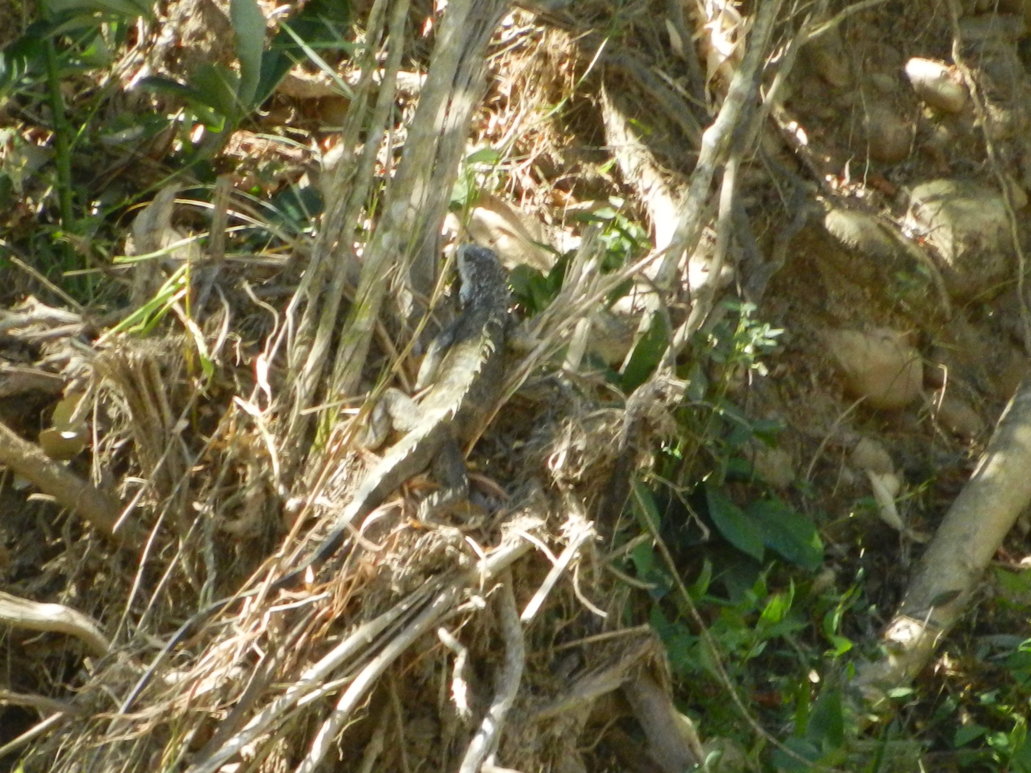 Iguana iguana image