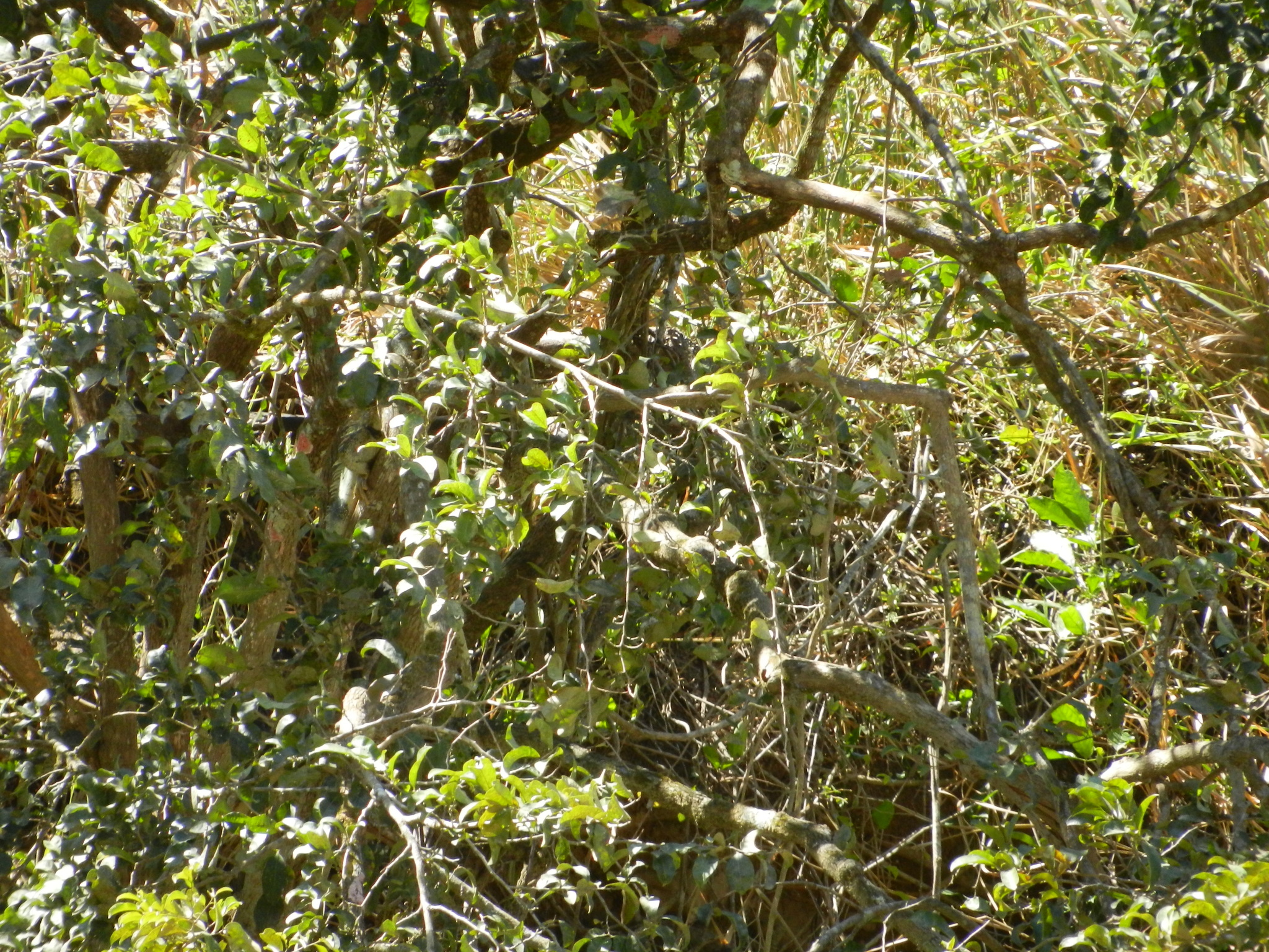 Iguana iguana image