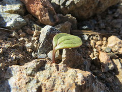 Claytonia obovata