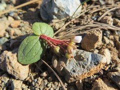 Claytonia obovata