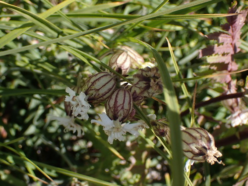 Image of Silene parryi by no rights reserved
