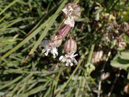 Image of Silene parryi by no rights reserved
