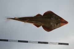 Pseudobatos glaucostigma